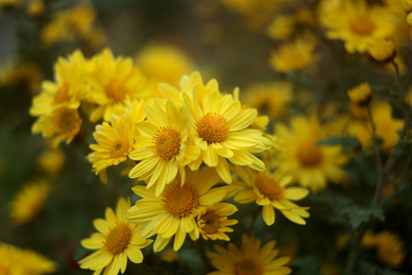 小菊（西洋菊）画像20　黄色 フリー写真素材