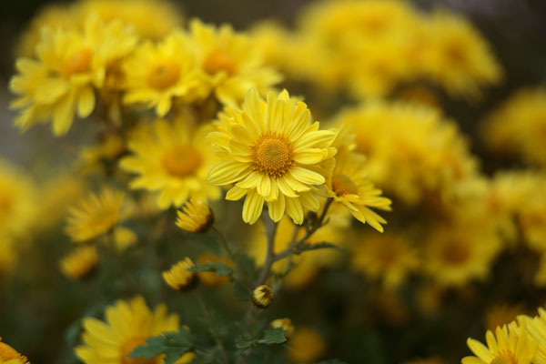 小菊（西洋菊） 画像21 黄色　フリー写真素材 「花ざかりの森」