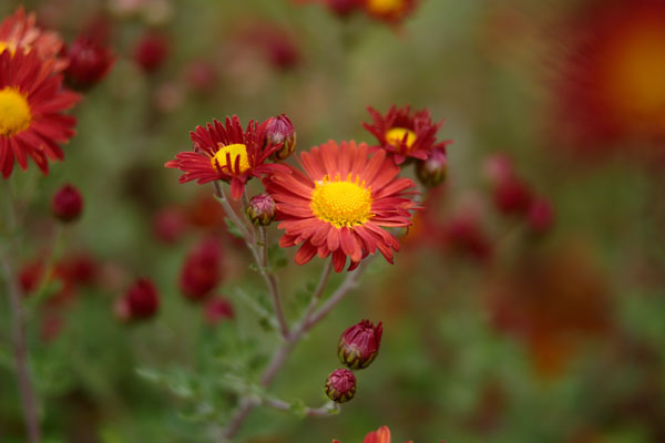 小菊（西洋菊） 画像22 紅色　フリー写真素材 「花ざかりの森」