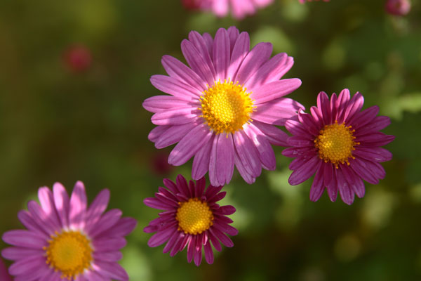 小菊（西洋菊）画像28　ピンク色　無料写真素材