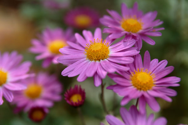 小菊 西洋菊 ピンク色 画像30 無料写真素材「花ざかりの森」