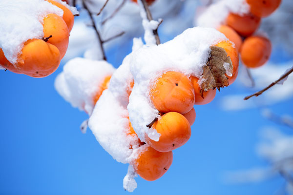 柿 青空に雪をかぶった柿の実 画像1 果物 フリー写真素材 無料写真素材 