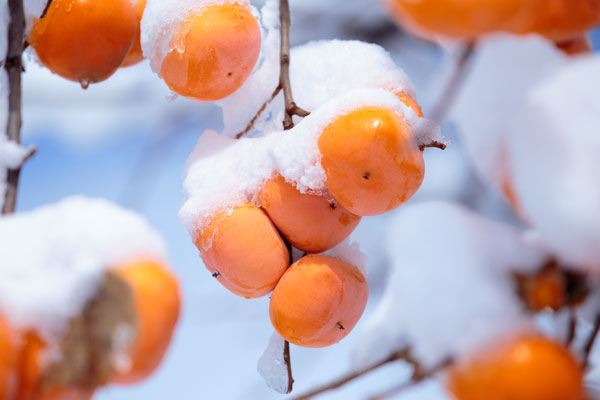 雪をかぶった 柿 画像2 フリー写真素材