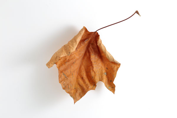 枯れ葉 プラタナス 白バック切り抜き素材 画像 無料写真素材 