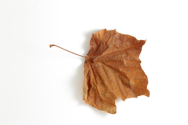 枯れ葉 プラタナス 白バック切り抜き素材 画像 フリー写真素材 「花ざかりの森」