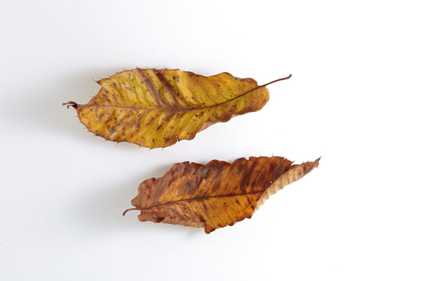栗の枯れ葉 白バック切り抜き素材 画像 無料写真素材