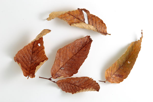 ケヤキの枯れ葉 画像6 フリー写真素材