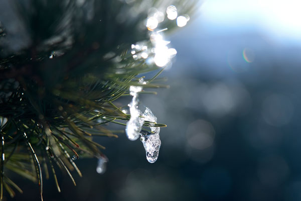 松葉についた氷粒 冬のイメージ 無料写真素材 フリー画像「花ざかりの森」