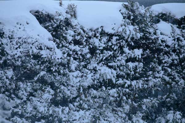 厳しい冬 生け垣 着雪 画像1フリー素材「花ざかりの森」