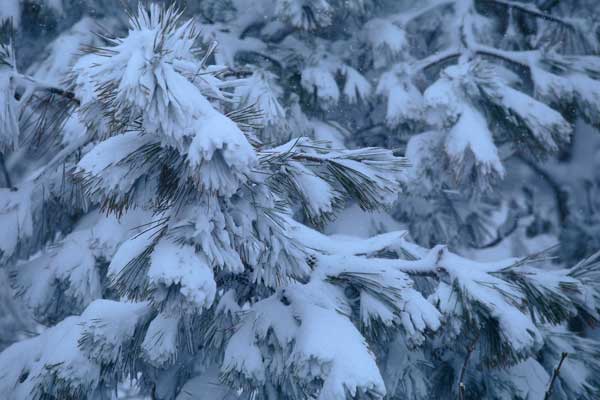 吹雪 松の枝に着雪 厳しい冬 画像2 無料写真素材「花ざかりの森」