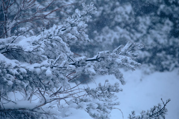 吹雪 木の枝に着雪 厳しい冬 画像3 無料写真素材「花ざかりの森」