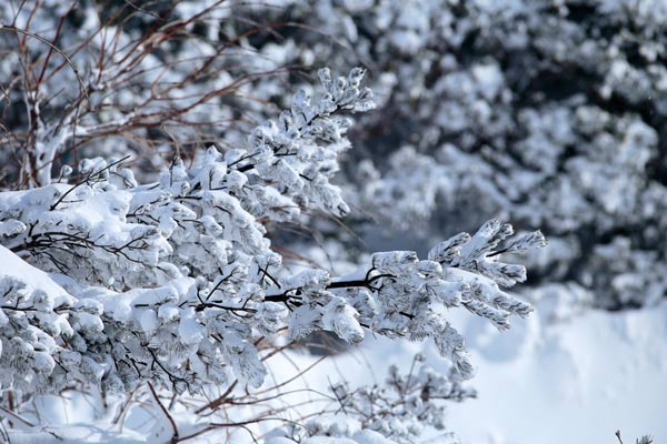 吹雪の後 木の枝に着雪 画像5 無料写真素材「花ざかりの森」