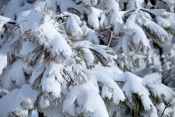 大雪の後 着雪した松 画像2 フリー写真素材