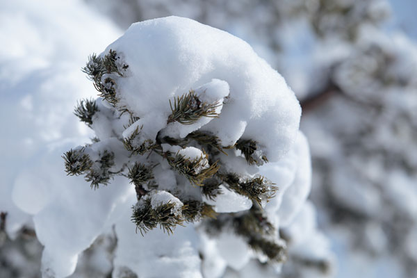   大雪の後 松に積もった雪 画像2 フリー写真素材