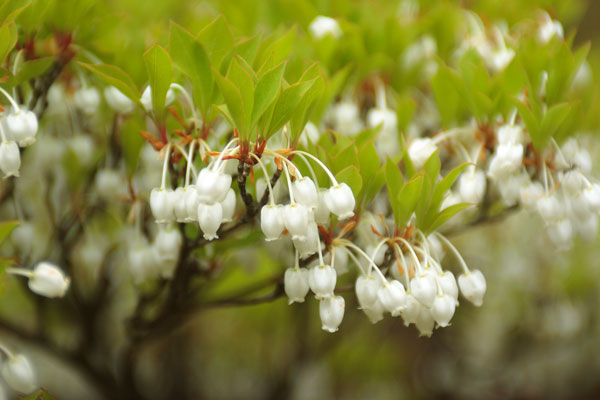 ドウダンツツジの花　画像 無料写真素材