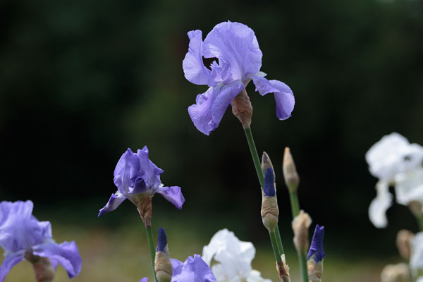 アイリス 花 青紫色　画像 無料写真素材「花ざかりの森」