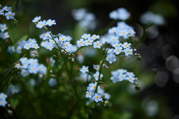 ワスレナグサ 野の花 画像 無料写真素材「花ざかりの森」