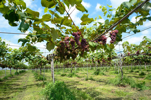 広々としたブドウ園の全景、下から見上げるように広角レンズで葡萄棚を撮影、手前に垂れ下がるブドウの果実、葉の間から覗く青空。