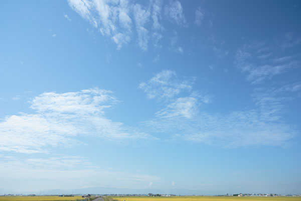 青空と雲 画像 合成素材 4829 無料写真素材 「花ざかりの森」