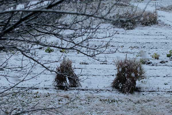 初雪が取り入れが終わった畑を白く覆い積もりつつある初冬の風情。
