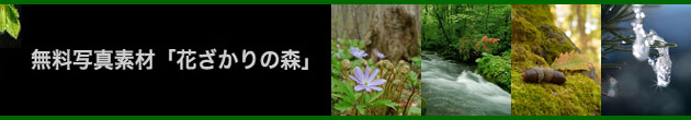 無料写真素材「花ざかりの森」ホームへリンク。「若葉芽吹きの森林」P6 葉と水滴･木の葉の色彩