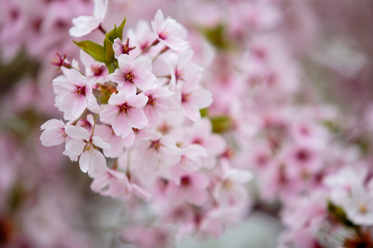j81l-6052　桜の花（ソメイヨシノ）