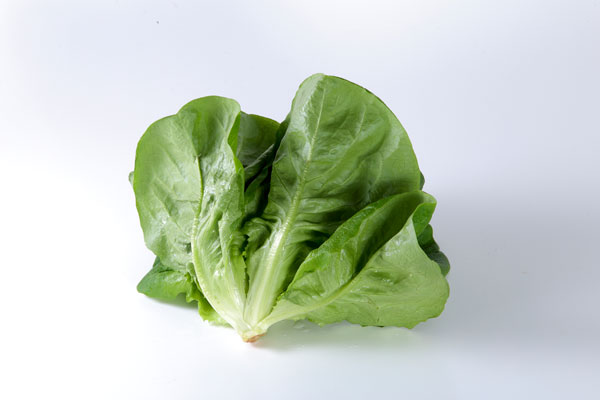 サラダ菜の一株を白いバックに置いて撮影した写真。角度を変えて撮影した3バリエーションの内一枚。無料画像。