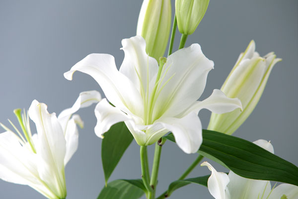 白い百合の花　画像2　背景グレー　フリー写真素材