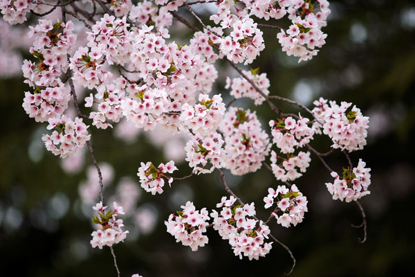 桜の花 （ソメイヨシノ）　画像2　フリー写真素材