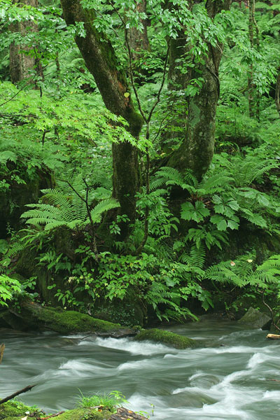 森の植物と渓流渓流 画像 無料写真素材