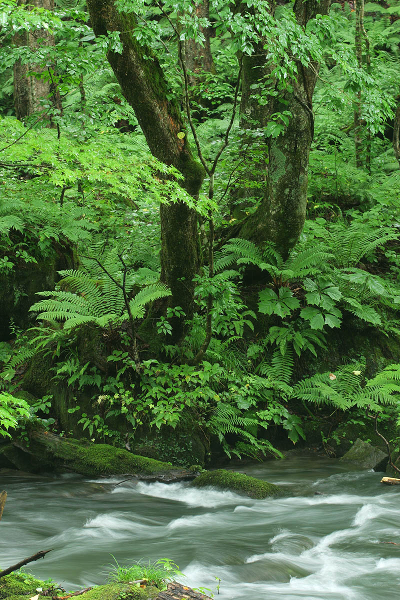 n1-6505　森の植物と渓流 