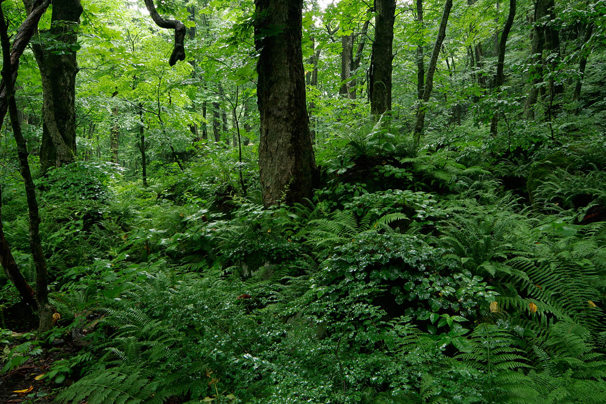 n1-6532　雨に洗われた森の草木 夏の森林イメージ