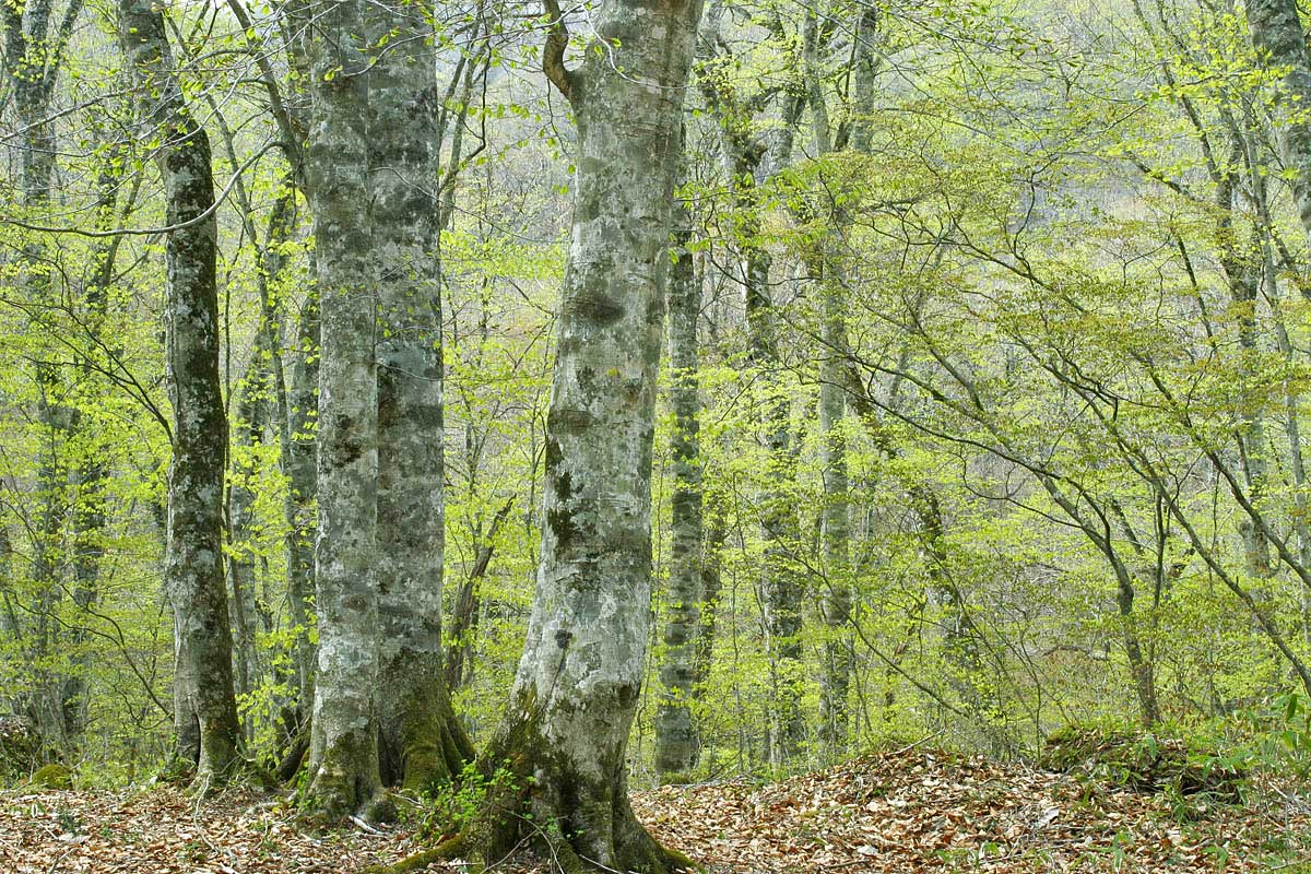 n1-9397　ブナ林の芽吹き 春の森林イメージ