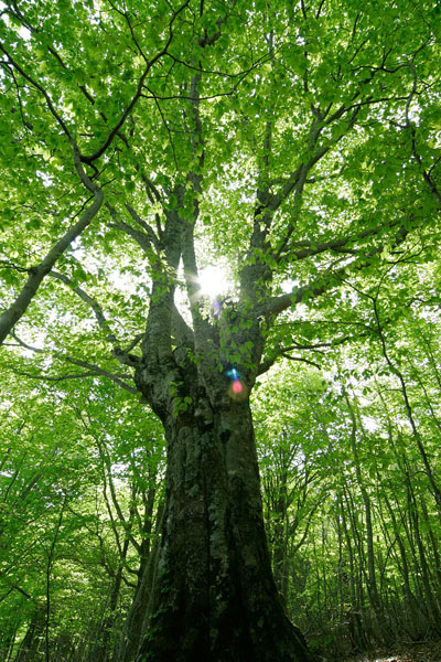 ブナの巨木・大木と木漏れ日 画像1 縦 6月 無料写真素材 