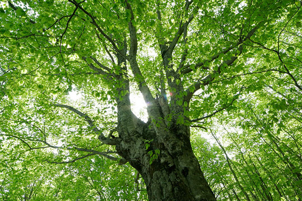 ブナの巨木・大木と木漏れ日 落葉樹 画像1 新緑の森林 フリー写真素材 