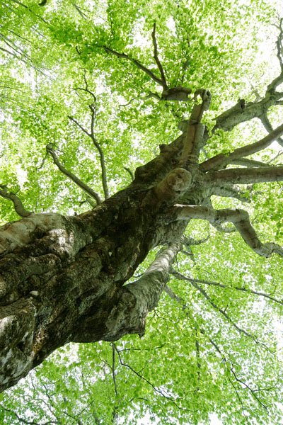 ブナの巨木 新緑 落葉樹 フリー写真素材