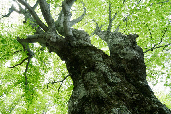 ブナの大木 新緑 落葉樹 画像2 無料写真素材 