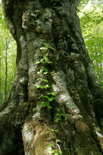 ブナ大木 幹 木肌 樹皮 画像 無料写真素材