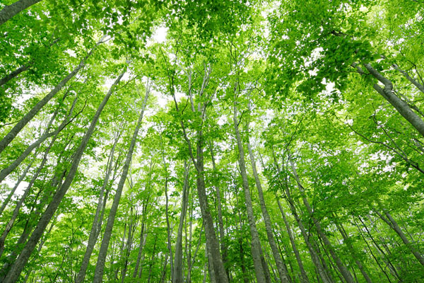 ブナ林 若葉 新緑 色 森林 5月 画像 無料写真素材 フリー