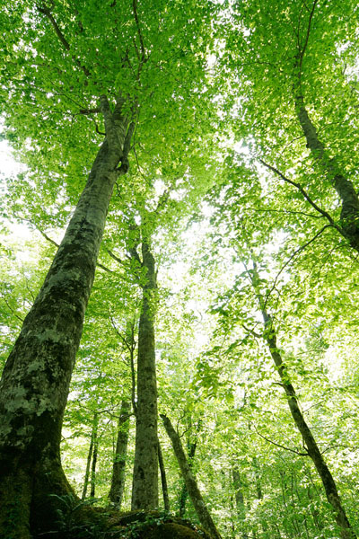 ブナの大木 爽やかな新緑色の森林 見上げる 縦 画像4 無料写真素材