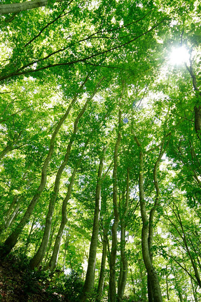 木漏れ日のブナ林 縦 広葉樹 画像 無料写真素材 フリー