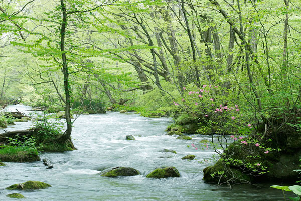 春の渓流 川 萌黄色 新緑 ムラサキヤシオの花 静かな流れ 無料写真素材 フリー