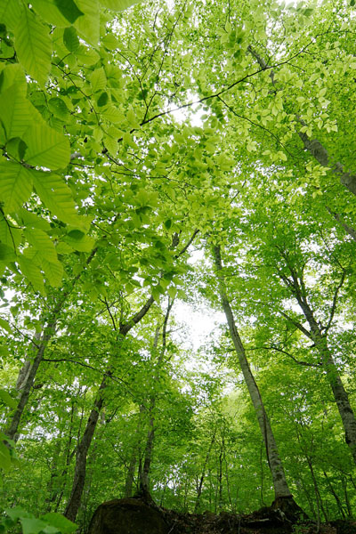 新緑のブナ林 広葉樹林 画像1 見上げる 5月の森林 フリー写真素材 