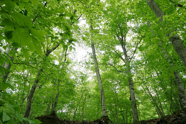 新緑のブナ林 落葉樹林 画像2 見上げる 5月の森林 無料写真素材 