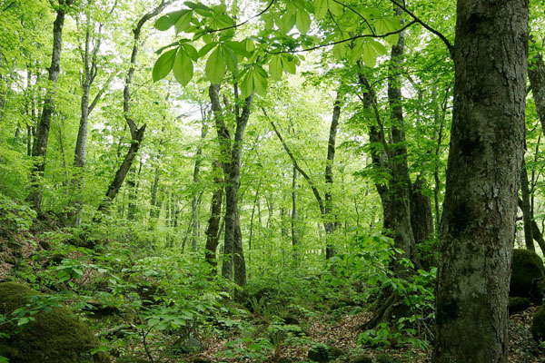 新緑の森林 トチノキの葉とブナ林 画像 5月 無料写真素材 フリー