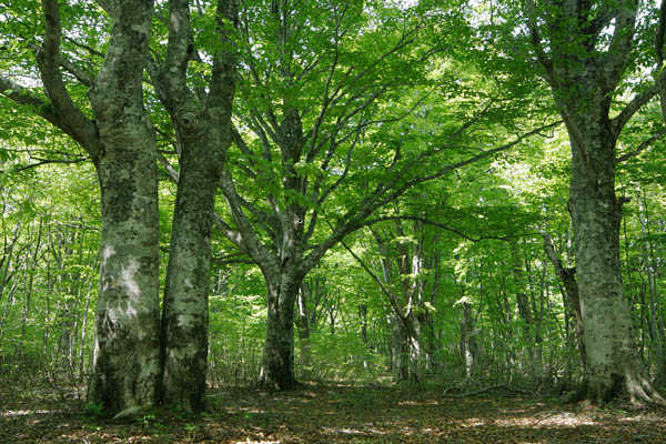 夏の森 深緑 濃い緑色のブナ林 落葉樹林 木漏れ日射す 画像1 無料写真素材