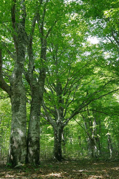 夏の森林 濃い緑色のブナ林 木漏れ日射す 画像2 無料写真素材