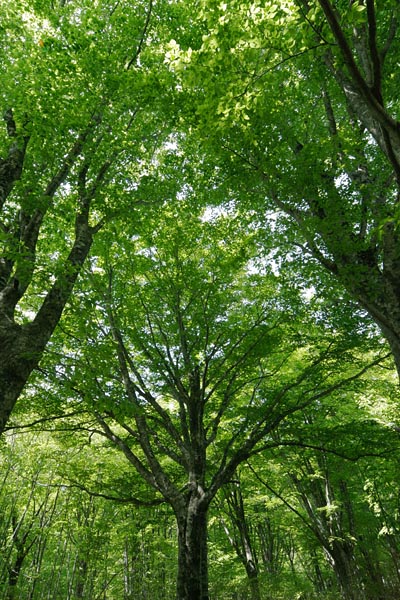夏のブナ林 深緑の森林 日が射す 縦 画像4 フリー写真素材