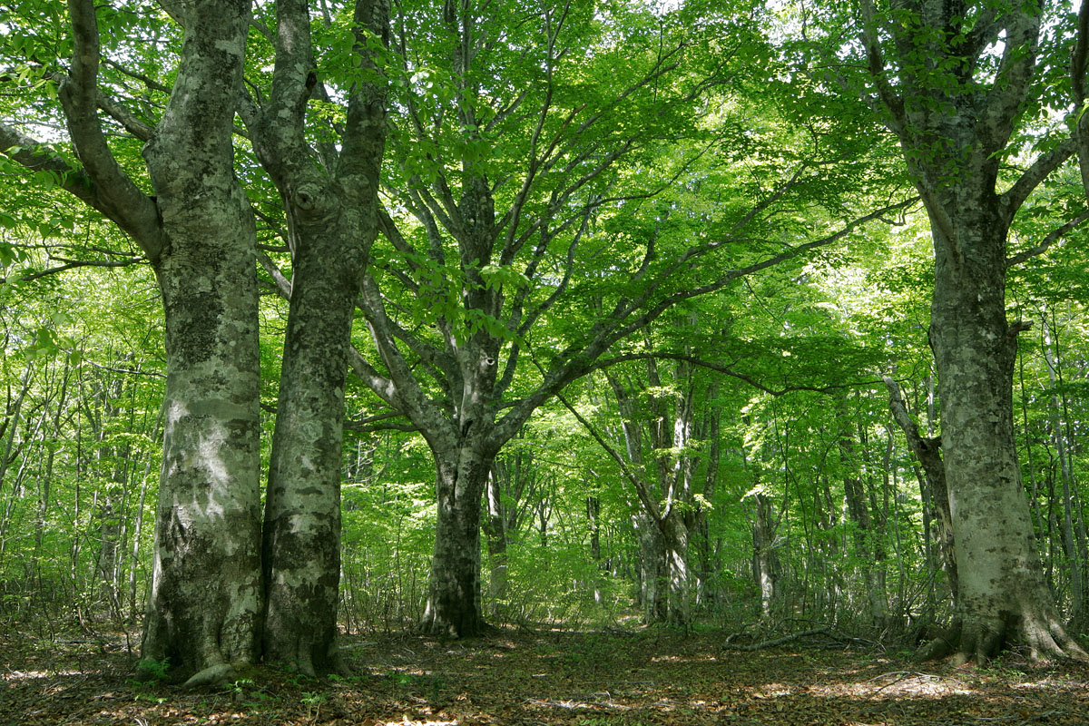 n3-0265　夏 深緑色 ブナの森林