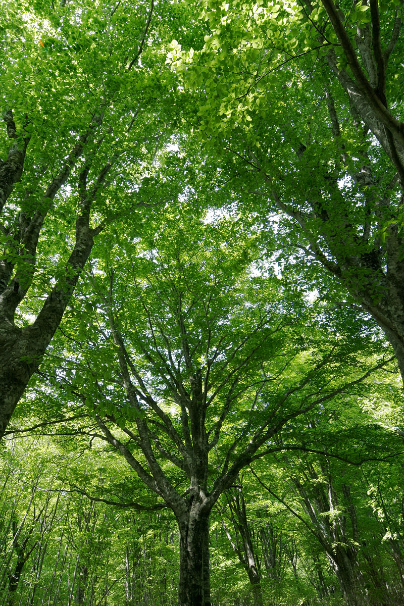 n3-282　夏 深緑色 ブナの森林4